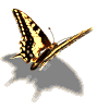 papillon